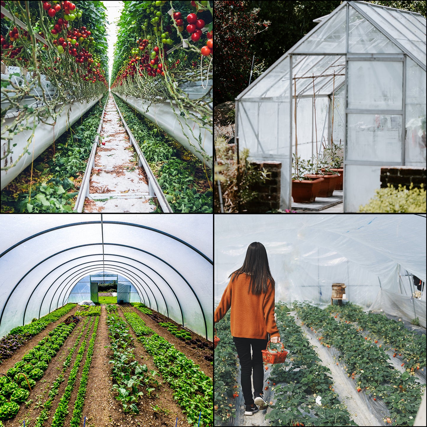Greenhouse Film 16 x 28 ft. 6 Mil Polyethylene Clear Plastic Cover UV Resistant Plant Protection Backyard Tarp